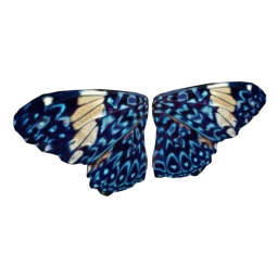 Cosmos Taled Jay Buttefly Wings