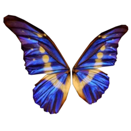 Cosmos Marble Morpho Butterfly Wings