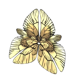 Cosmos Golden Dream Wings