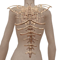 Cosmos Silver Butterfly Spine