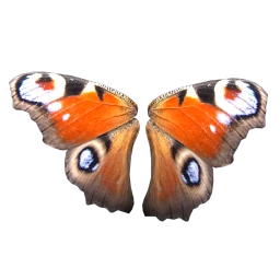 Cosmos Butterfly Soul Wings