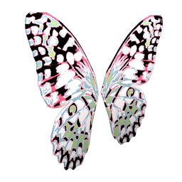 Cosmos Shimmering Butterfly Wings