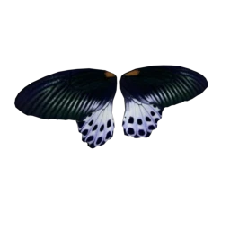 Cosmos Blue Peacock Butterfly Wings