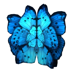 Cosmos Fritillary Wings