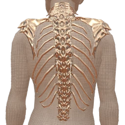 Cosmos Silver Vertebrae Armour