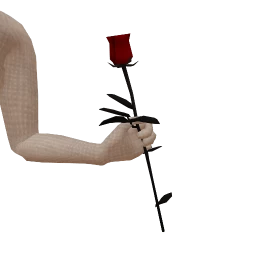 Cosmos Dark Red Rose 