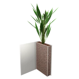 Emerald Sky Dracaena Plant