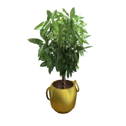 Amour Hardy Potted Plant