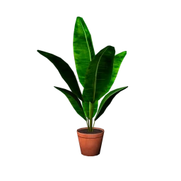 Starter Set House Plant