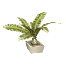 Lahiguera Houseplant