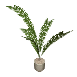 Cerroblanco Houseplant