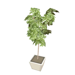Robledo Houseplant