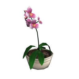 Orchid House Plant