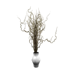 Madrona Ornamental Plant