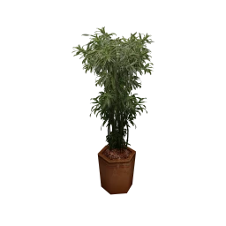 LOFT Clara Plant