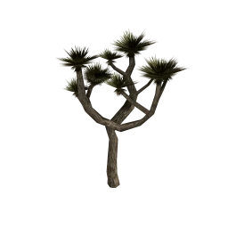 MOD Joshua Tree