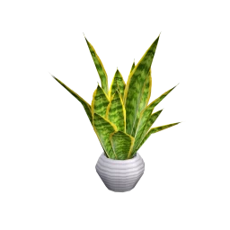 Yume Organic Snake Plant