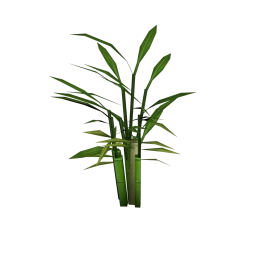 Garden Bamboo