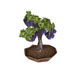 Cosmos Bonsai Grapevine