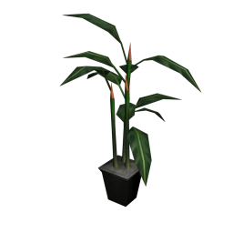 Potted Phoenix Palm