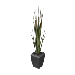 Potted Cattail Grass