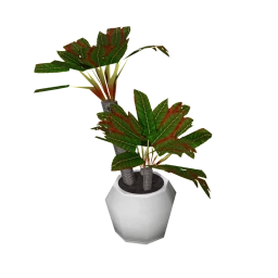 Sunset in the Desert Plant