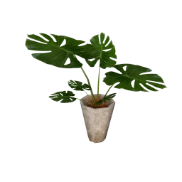 LOFT Flourishing Life Plant