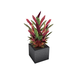 Loft  Lava Plant