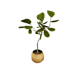 Luxe Beech Sapling