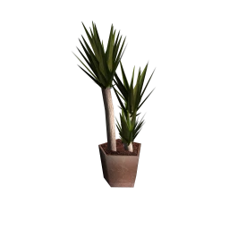 Tall Yucca Plant