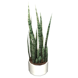 Aloha Snake Plant