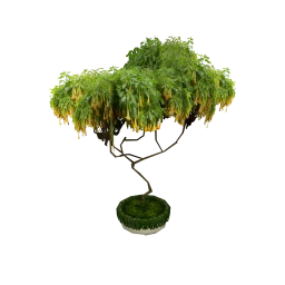 Wanderlust Jungle to Parlor Plant