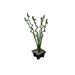 Wanderlust Niu Lucky Bamboo