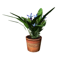 Wanderlust Nyumbani Jani Plant