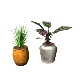 Wanderlust Nyumbani Native Potted Plants