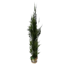 Wanderlust Summer Courtyard Plant