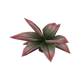 Wanderlust Strange Beauty Plant