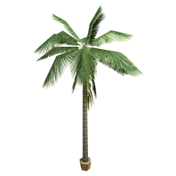 Brahea Tropicana Palm Tree