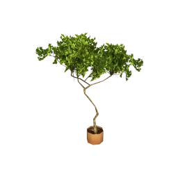 Wanderlust Tucanare Plant