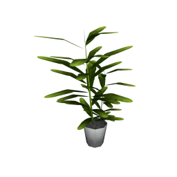 Wanderlust Cacique Plant