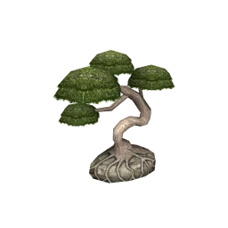 Wanderlust Haikou Plant