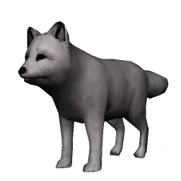 Arctic Fox