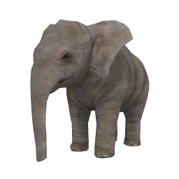 Baby Elephant