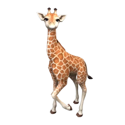 Baby Giraffe