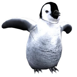 Baby Penguin