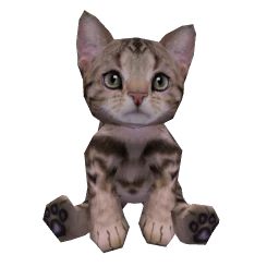 American Shorthair Cat