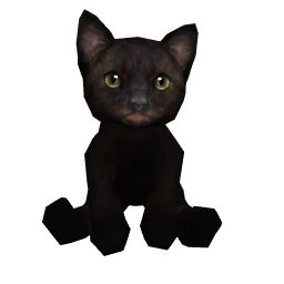 Black Shorthair Cat