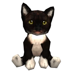 Black and White Shorthair Cat