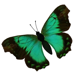 Emerald Butterfly