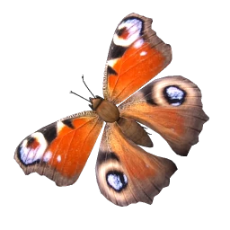 Peacock Butterfly